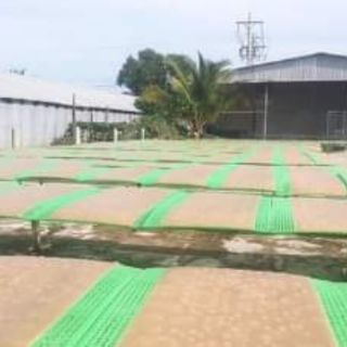 PHỒNG TÔM CÀ MAU NĂM CĂN