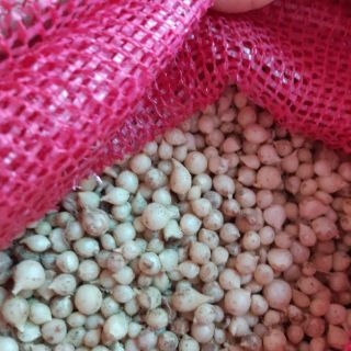 Củ nén, hành tăm Quảng Bình (1000g)