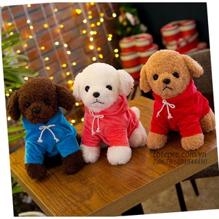 Chó Poople mặc áo hoodie