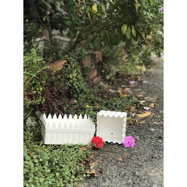 Chậu trồng cây hàng rào