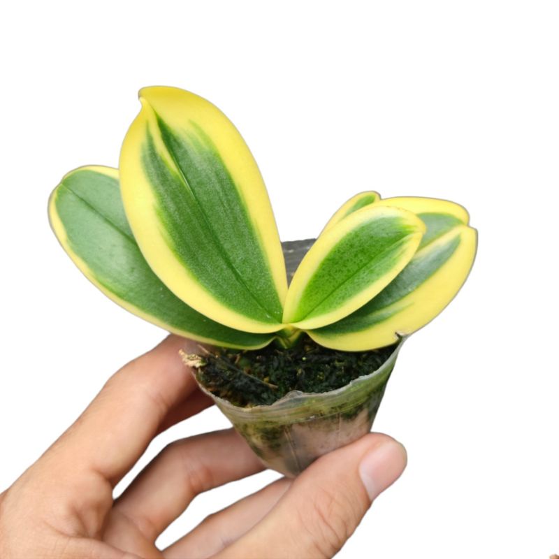 Lan Hồ Điệp lá phát tài sâu, âm dương, hàng tuyển