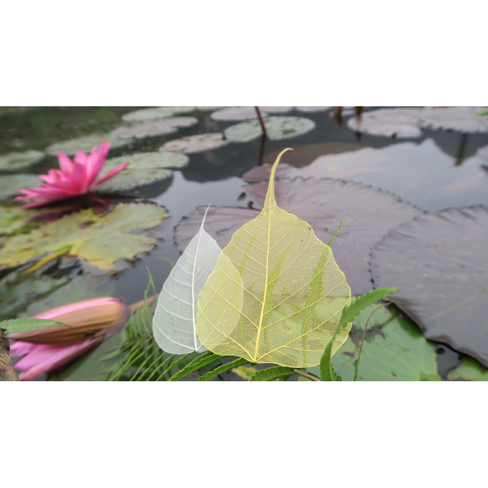 Combo 2 Lá Bồ Đề may mắn | BigBuy360 - bigbuy360.vn