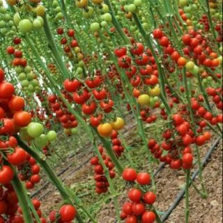 30 hạt giống cà chua chuỗi ngọc
