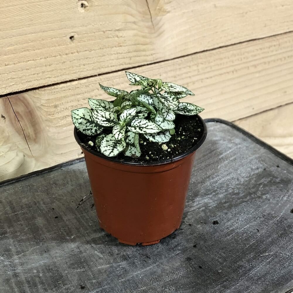 Cây Hypoestes phyllostachya White Splash (Thương Đao Dược Trắng) chậu nhựa