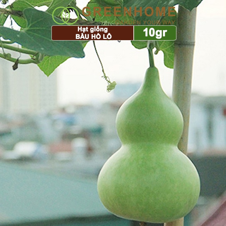 Hạt giống Bầu Hồ lô Greenhome, gói 1gr, sinh trưởng mạnh, năng suất cao T11