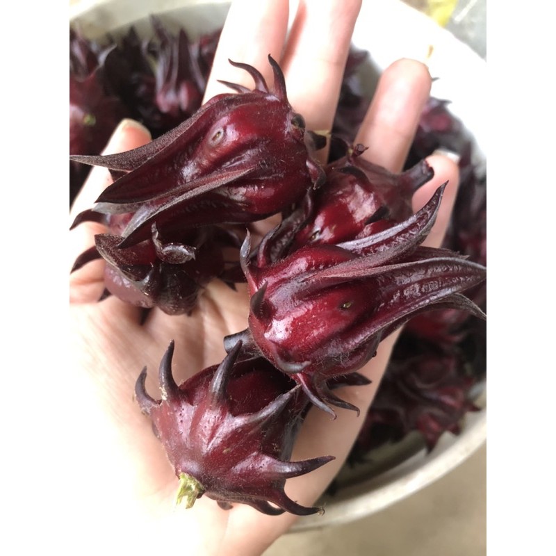 Siro Kèm Đài Hoa Atiso Đỏ - Hibicus