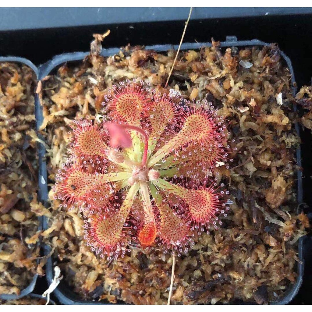 Cây bắt mồi gọng vó Drosera Burkeana chuyên bắt côn trùng