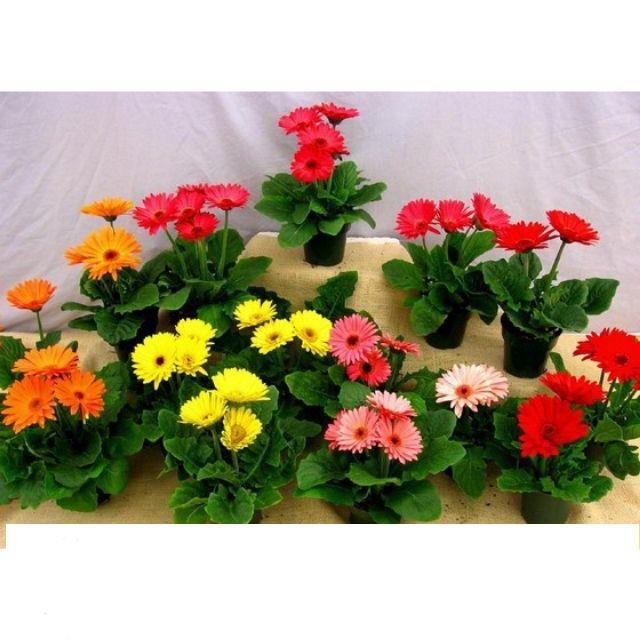 Hạt Giống Hoa đồng tiền Mix 100 Hạt/ GóI KHUYẾN MẠI SHOP MỚI HẠ GIÁ SỈ