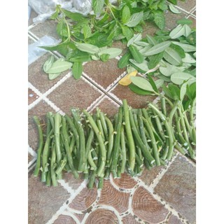 Cây thạch anh giống (combo 15 khúc)