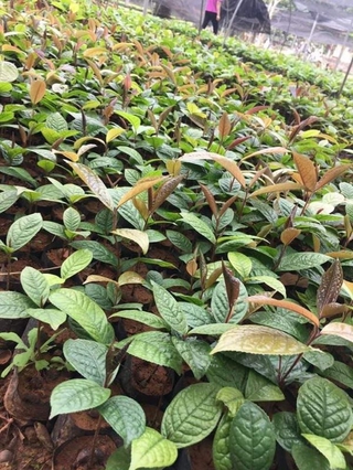 2 cây trà hoa vàng ươm trong bầu đất