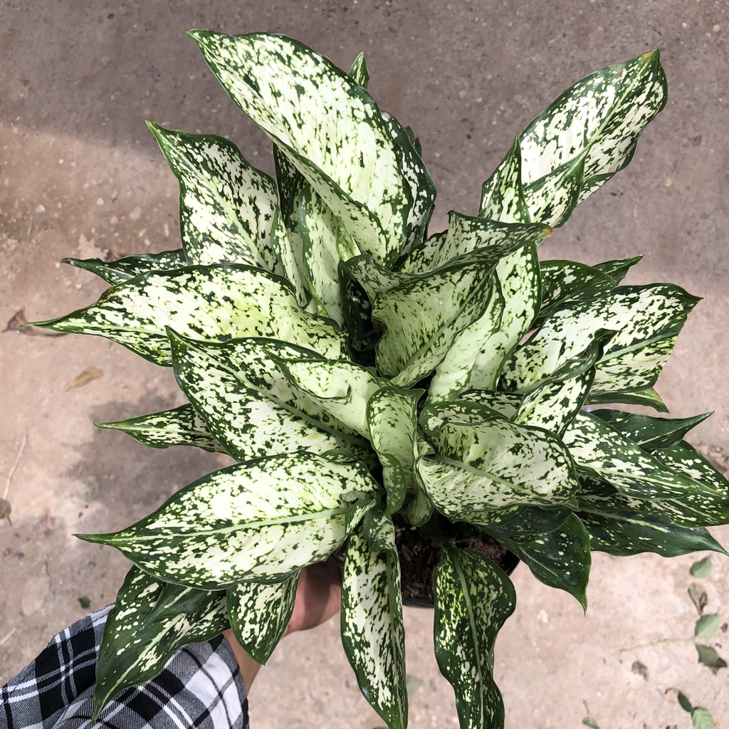 Cây ngọc ngân phong thủy, Cao 20cm - Trang trí nội thất, phòng ngủ, ban công