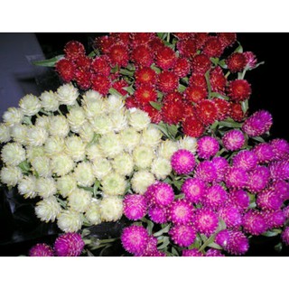 Hạt giống hoa Cúc Bách Nhật (Cúc nút áo) mix màu