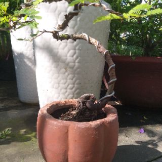 Cây me Thái Bonsai