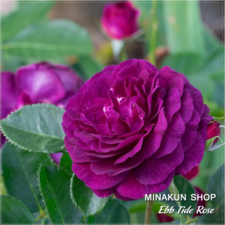 Hoa hồng ngoại Ebb Tide Rose tím siêu thơm - MinaKun Shop