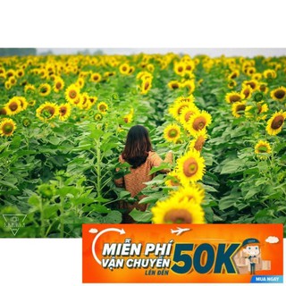 30 Hạt giống hoa Hướng dương cao