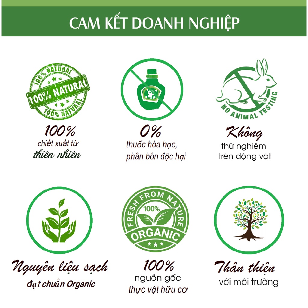 Tinh dầu Húng Quế nguyên chất 100% Organic từ thiên nhiên - KingOil