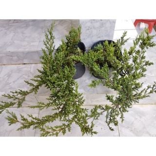 Cây Ngoạ Tùng(,tùng lá kim,tùng xà)