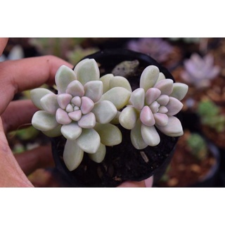 Sen đá kim tuyến mập mini kích thước 3-4 cm