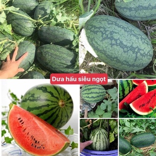 Hạt giống dưa hấu hắc mỹ nhân 5 hạt