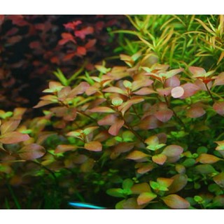 Diệp tài hồng lá táo