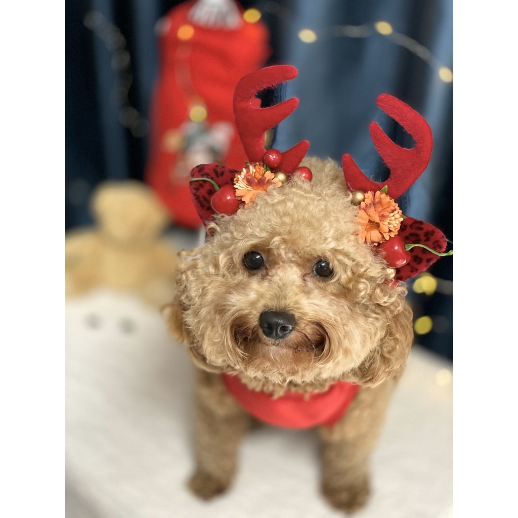 Áo cho chó mèo size từ 300gr đến 26 kí siêu rẻ giáng sinh - noel - thu đông mới nhất năm chất liệu nỉ