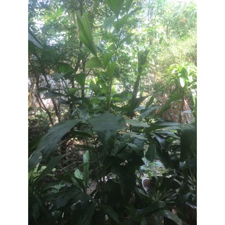 cây đủng đỉnh bầu đất không chậu
