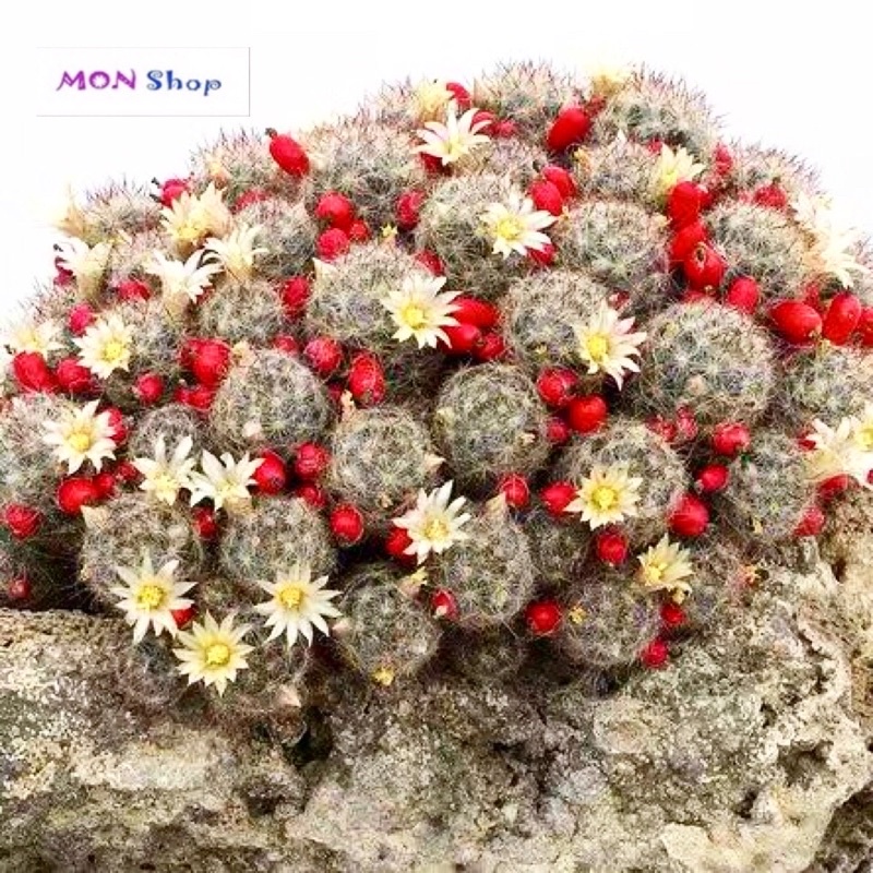 Xương rồng mami nhện vàng