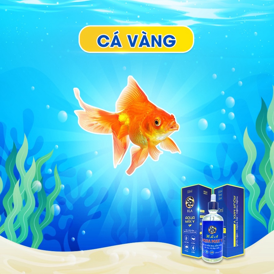 Aqua Max V Trị Nấm Cho Cá Koi, Cá Chép, Cá Vàng Trắng | Nấm Đen, Nấm Trắng, Sốt Huyết, Xù Vảy,..