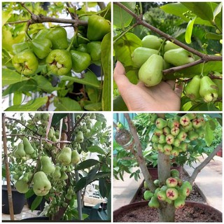 GIỐNG MẬN XANH ĐƯỜNG