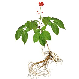 Hạt Giống Sâm Hàn Quốc (5 Hạt)