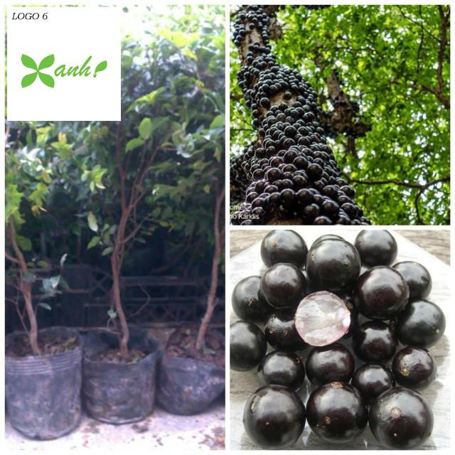 Hạt giống Nho thân gỗ (04 hạt)