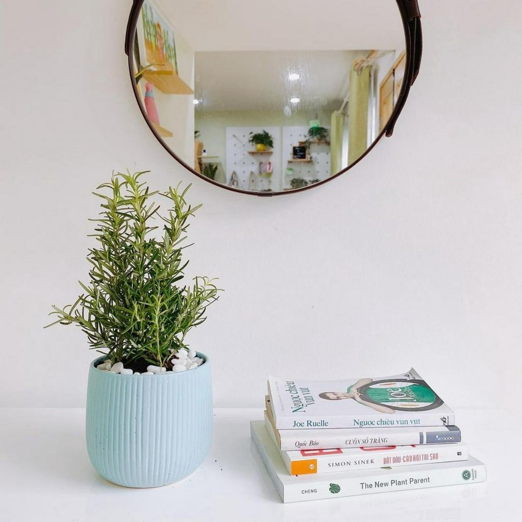 Hương thảo MIX CHẬU để bàn