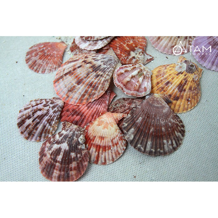 Vỏ sò điệp nhiều màu trang trí phong cách biển hủ 180-220g HOS-04