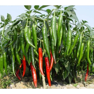 Gói 10 hạt giống ớt trái dài siêu cay