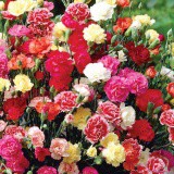 Hạt giống Cẩm chướng kép mix