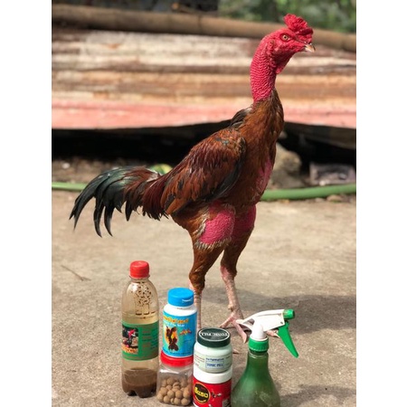 R.ươu Nghệ Om Bóp Cho Gà Chọi Tuấn Cận 450ml