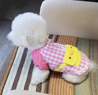 Bộ con vịt cho chó mèo