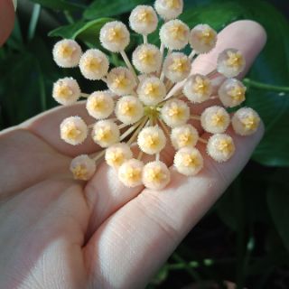 Cây giống hoya Obscura ( cẩm cù obscura)