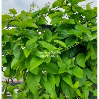 (Quận 8 - GIAO 1-3H) Cây giống SƯƠNG SÂM lá trơn/láng, chiết cành, rễ ổn định.