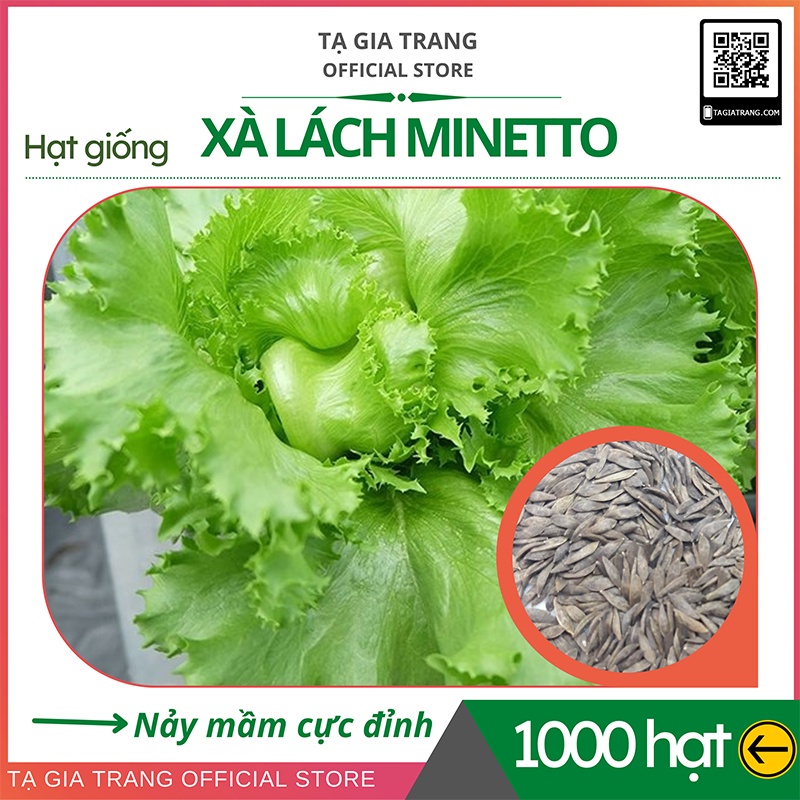 Hạt giống xà lách chịu nhiệt Minetto - Shop hạt giống Tạ Gia Trang