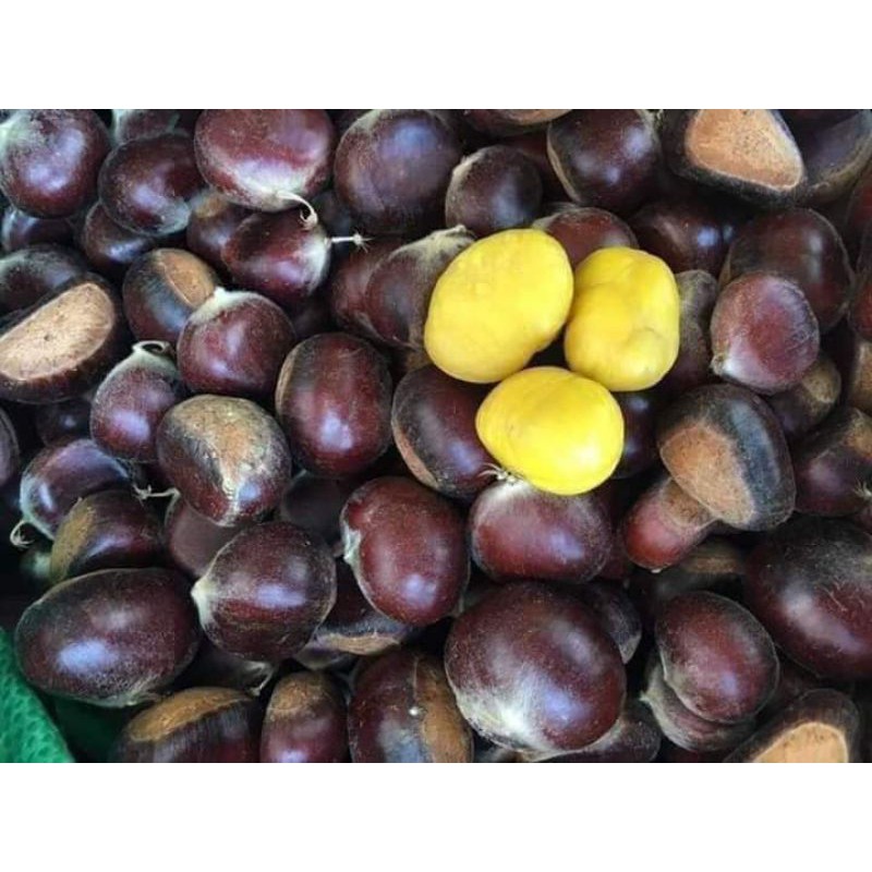 Hat Dẻ Trùng Khánh Cao Bằng Hạt To VIP 1KG