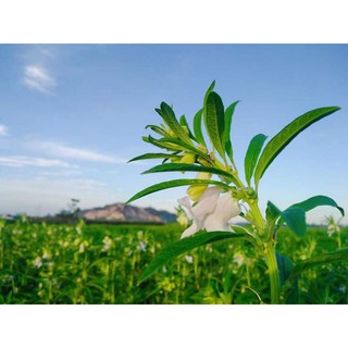 Hạt vừng đen 1kg