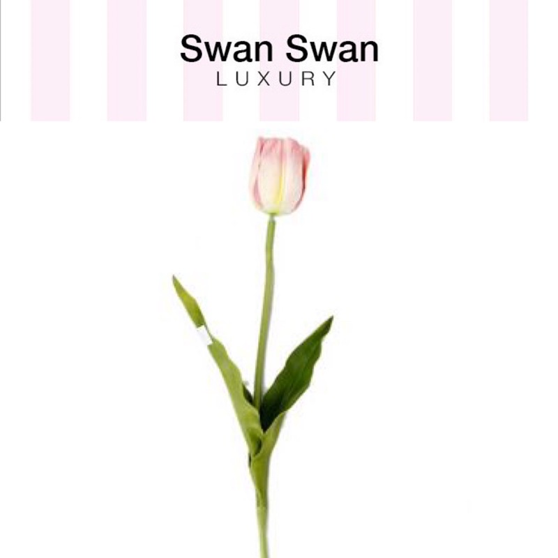 Cành Hoa Tulip Vải