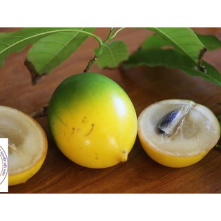 cấy Giống VŨ SỮA HOÀNG KIM - GIỐNG F1- SIÊU QUẢ