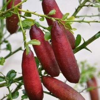 Cây giống chanh ngón tay ra trái sau 6 tháng