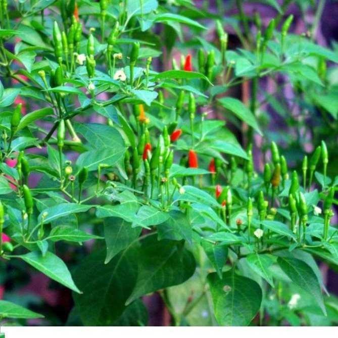 Hạt giống ỚT XIÊM XANH( 0,2g/gói)