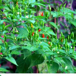 Hạt giống ỚT XIÊM XANH( 0,2g/gói)