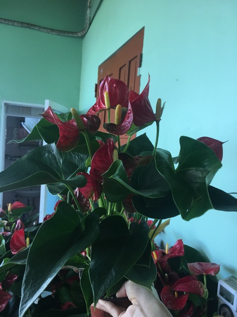 Hồng môn siêu to nhà xu ngố
