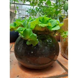 Bèo cái thủy sinh 5 bông