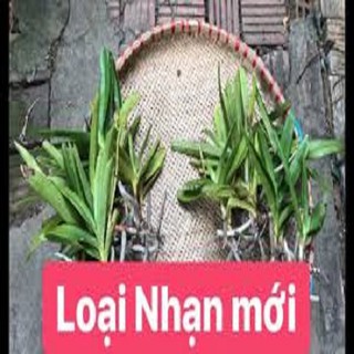 Hoa lan hồng nhạn( cây đơn thân quý và hiếm)